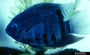 banded cichlid, Heros severus  (Perciformes: Cichlidae) - 5430901