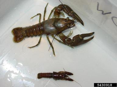 rusty crayfish, Orconectes rusticus  (Decapoda: Cambaridae) - 5430918