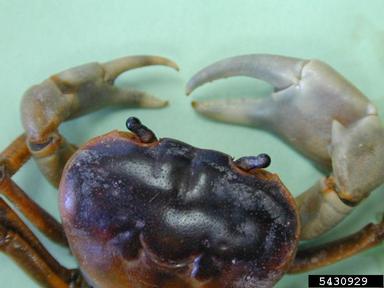 Japanese freshwater crab, Geothelphusa dehaani  (Decapoda: Potamidae) - 5430929