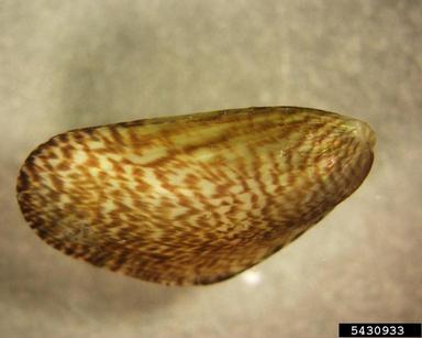 Charua mussel, Mytella charruana  (Mytiloida: Mytilidae) - 5430933