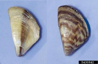 zebra mussel, Dreissena polymorpha  (Veneroida: Dreissenidae) - 5430942