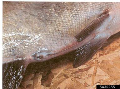 bighead carp, Hypophthalmichthys nobilis  (Cypriniformes: Cyprinidae) - 5430955