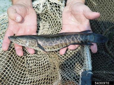 northern snakehead, Channa argus  (Perciformes: Channidae) - 5430970