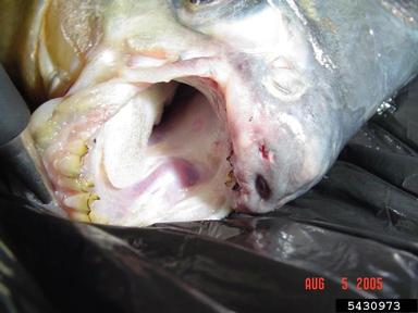 red-bellied pacu, Piaractus brachypomus  (Characiformes: Characidae) - 5430973