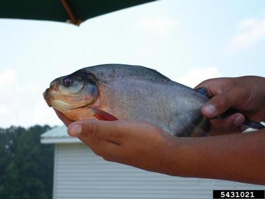 characins,    (Characiformes: Characidae) - 5431021