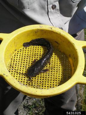 walking catfish, Clarias batrachus  (Siluriformes: Clariidae) - 5431025