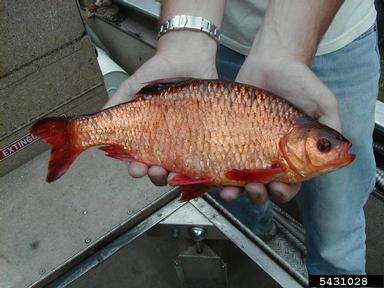 rudd, Scardinius erythrophthalmus  (Cypriniformes: Cyprinidae) - 5431028