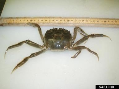 Chinese mitten crab, Eriocheir sinensis  (Decapoda: Varunidae) - 5431038