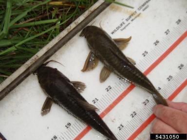 brown hoplo, Hoplosternum littorale  (Siluriformes: Callichthyidae) - 5431050