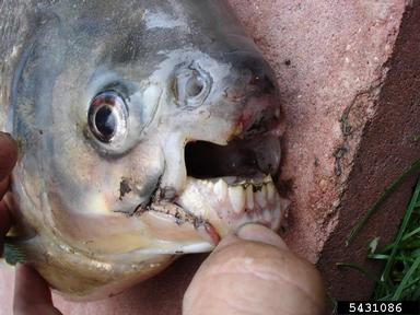 red-bellied pacu, Piaractus brachypomus  (Characiformes: Characidae) - 5431086