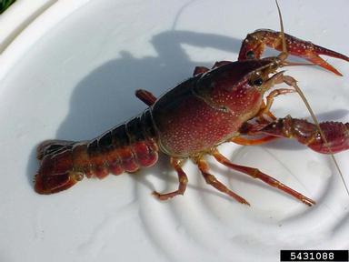 Louisiana red crayfish, Procambarus clarkii  (Decapoda: Cambaridae) - 5431088