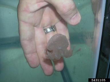 Australian spotted jellyfish, Phyllorhiza punctata  (Rhizostomeae: Mastigiidae) - 5431105