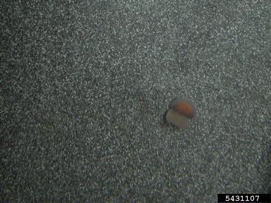 Australian spotted jellyfish, Phyllorhiza punctata  (Rhizostomeae: Mastigiidae) - 5431107