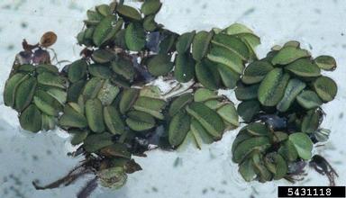 water fern, Salvinia minima  (Hydropteridales: Salviniaceae) - 5431118