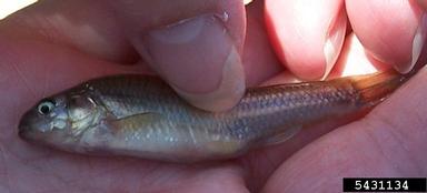fathead minnow, Pimephales promelas  (Cypriniformes: Cyprinidae) - 5431134