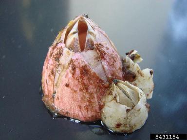 titan acorn barnacle, Megabalanus coccopoma  (Sessilia: Balanidae) - 5431154