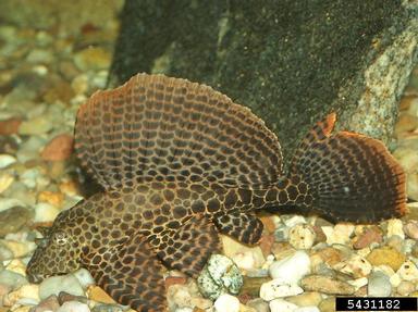 leopard pleco, Glyptoperichthys gibbiceps  (Polypteriformes: Polypteridae) - 5431182