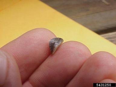 zebra mussel, Dreissena polymorpha  (Veneroida: Dreissenidae) - 5431250