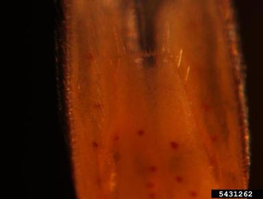 bloody red shrimp, Hemimysis anomala  (Mysida: Mysidae) - 5431262
