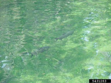 vermiculated sailfin catfish, Pterygoplichthys disjunctivus  (Siluriformes: Loricariidae) - 5431283