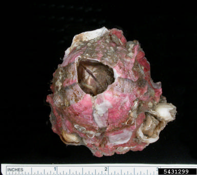 titan acorn barnacle, Megabalanus coccopoma  (Sessilia: Balanidae) - 5431299