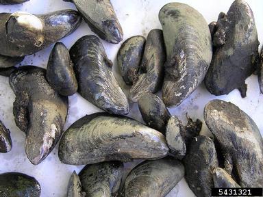 Charua mussel, Mytella charruana  (Mytiloida: Mytilidae) - 5431321