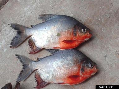 red-bellied pacu, Piaractus brachypomus  (Characiformes: Characidae) - 5431331