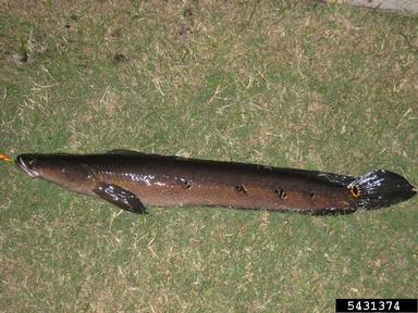 bullseye snakehead, Channa marulius  (Perciformes: Channidae) - 5431374