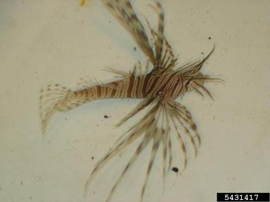 lionfish, Pterois volitans  (Scorpaeniformes: Scorpaenidae) - 5431417