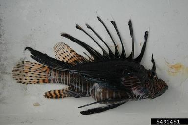 lionfish, Pterois volitans  (Scorpaeniformes: Scorpaenidae) - 5431451