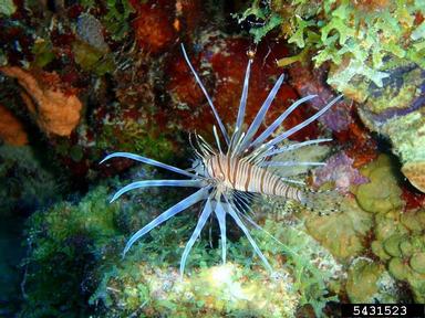 lionfish, Pterois volitans  (Scorpaeniformes: Scorpaenidae) - 5431523