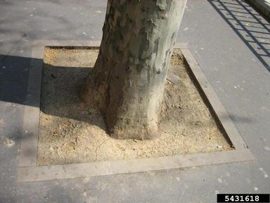 tree pit,    - 5431618