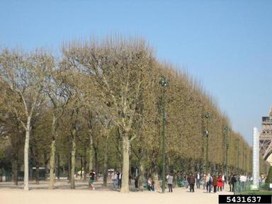 pruning (general),    - 5431637