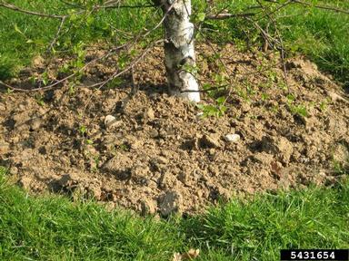 soil & water,    - 5431654