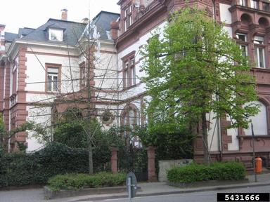 espalier (pruning and training),    - 5431666