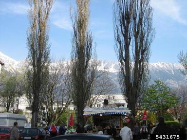  (  ) on aspen/poplar (Populus spp. ) - 5431675