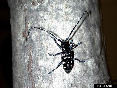 Asian longhorned beetle (Anoplophora glabripennis ) on silver maple (Acer saccharinum ) - 5431698