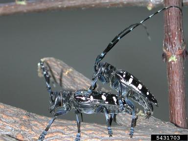 Asian longhorned beetle, Anoplophora glabripennis  (Coleoptera: Cerambycidae) - 5431703