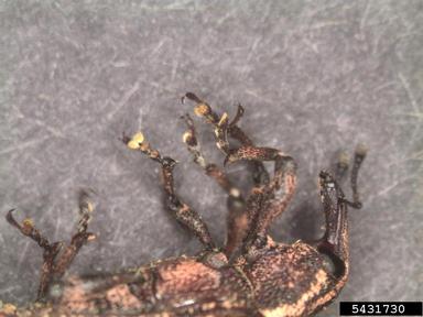 cypress weevil, Eudociminus mannerheimii  (Coleoptera: Curculionidae) - 5431730