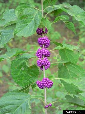 American beautyberry, Callicarpa americana  (Lamiales: Verbenaceae) - 5431735
