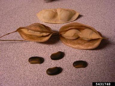 bagpod, Sesbania vesicaria  (Fabales: Fabaceae (Leguminosae)) - 5431748