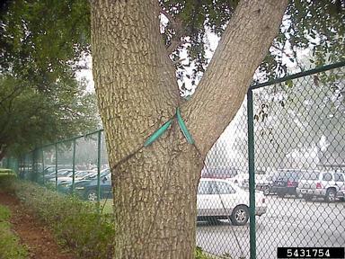 imbedded objects on live oak (Quercus virginiana ) - 5431754