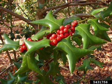 Chinese holly, Ilex cornuta  (Celastrales: Aquifoliaceae) - 5431756