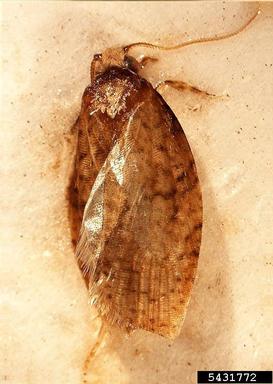 light brown apple moth, Epiphyas postvittana  (Lepidoptera: Tortricidae) - 5431772