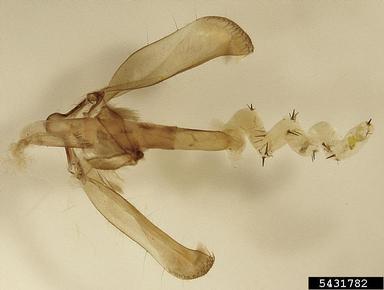 bollworm, Helicoverpa zea  (Lepidoptera: Noctuidae) - 5431782
