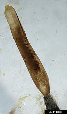bollworm, Helicoverpa zea  (Lepidoptera: Noctuidae) - 5431800
