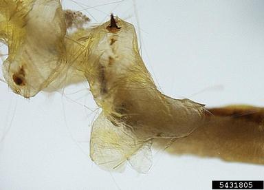 bollworm, Helicoverpa zea  (Lepidoptera: Noctuidae) - 5431805