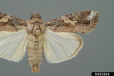 fall armyworm, Spodoptera frugiperda  (Lepidoptera: Noctuidae) - 5431824