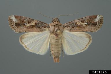 fall armyworm, Spodoptera frugiperda  (Lepidoptera: Noctuidae) - 5431825