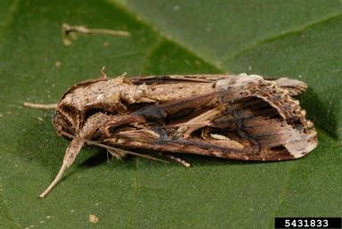 armyworm, Spodoptera dolichos  (Lepidoptera: Noctuidae) - 5431833